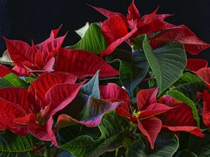 Flowers, poinsettia, Leaf, star of Bethlehem