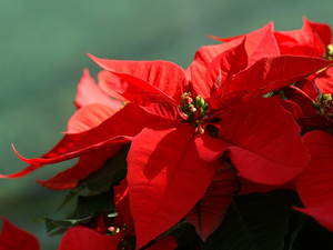 Colourfull Flowers, star of Bethlehem, poinsettia, red hot