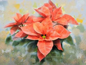 star of Bethlehem, graphics, red hot, poinsettia, Colourfull Flowers