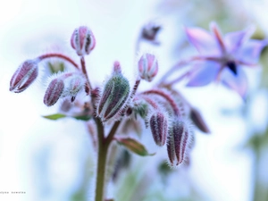 Starflower, Flowers, Buds