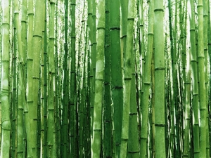 stems, bamboo