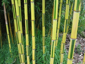 stems, bamboo