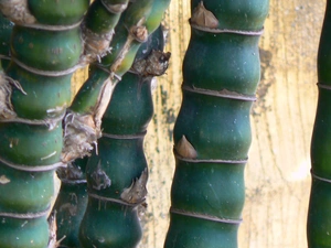 bamboo, green ones, stems