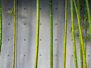 bamboo, plant, wall, stems