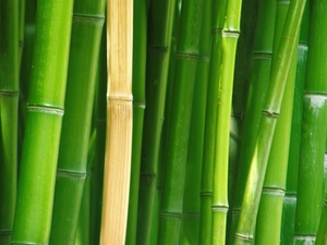 stems, bamboo