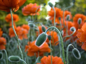 stems, papavers, Buds