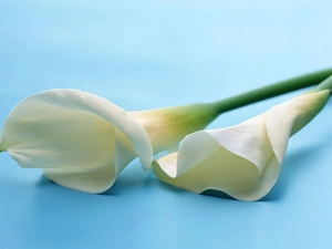 stems, White, Calla
