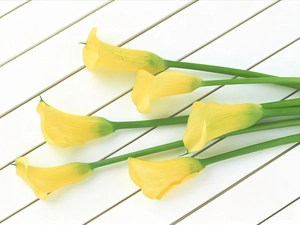 stems, Yellow, Calla