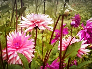 stems, dahlias, Pink