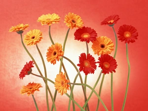 yellow, gerberas, stems, Red