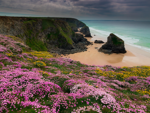 Carnewas and Bedruthan Steps, Coast, Celtic Sea, rocks, Sea Pink, Cornwall, England, Flowers