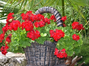 stone, red hot, green ones, geranium, Flowers, basket, Leaf