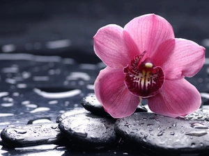 drops, Colourfull Flowers, Stones