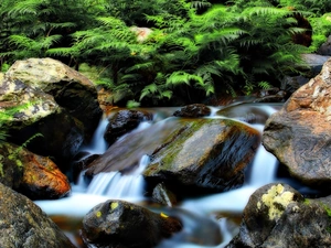 Stones, Fern, stream, rocks, mountainous