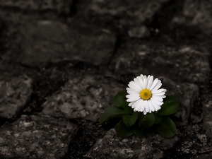 Colourfull Flowers, daisy, Stones