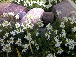 Garden, White, Flowers, Stones