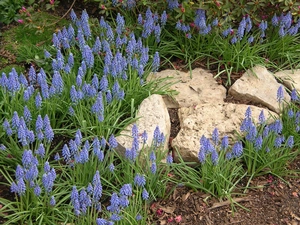 Muscari, Stones