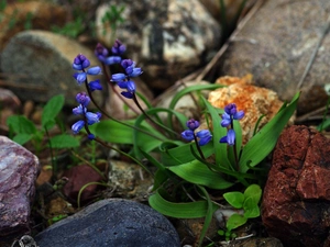 Stones, Blue, primroses