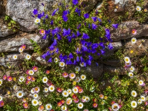 daisies, Flowers, rock, Stones, ledge, ringtones