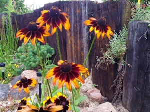 Rudbeckia, Fance, Plants, Stones