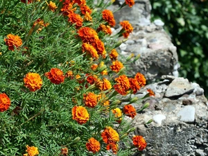 Tagetes, Stones