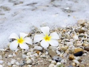 Two cars, Plumeria, Stones, Flowers, water