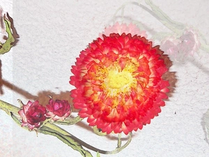 Graphic Effect, Helichrysum, Strawflower