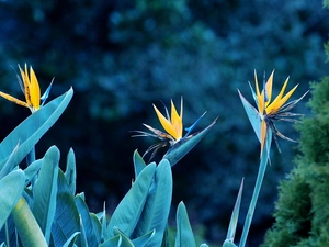 Colourfull Flowers, Strelitzia Royal