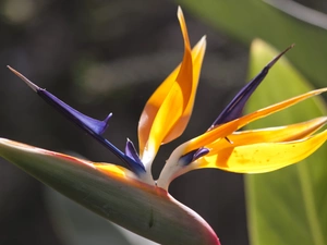 Strelitzia Royal