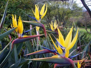 Strelitzia, Park, Yellow