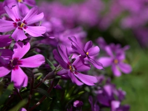 Pink, phlox, Phlox Subulata, Colourfull Flowers