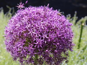 Garden, summer, decorated, head, garlic