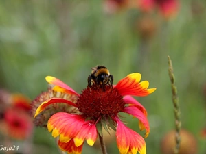 summer, Gaillardia, dumbledor