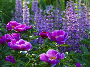 summer, Peonies, Flowers