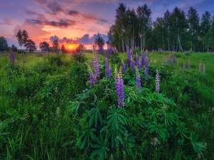 viewes, Great Sunsets, summer, trees, lupine