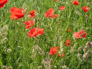 papavers, summer