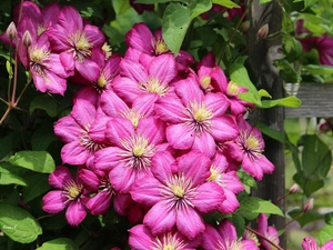 Flowers, Clematis, Leaf, summer, Fance, Pink