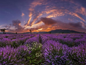 sun, clouds, Field, west, lavender