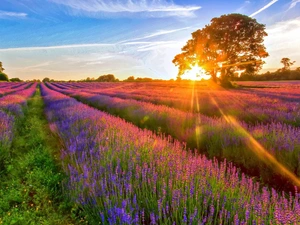 Field, west, sun, lavender