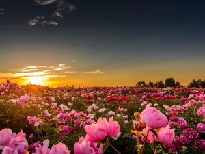 Field, west, sun, peony