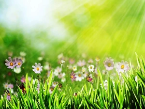 rays of the Sun, Cosmos, grass