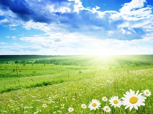 clouds, Meadow, sun, Flowers, rays, woods