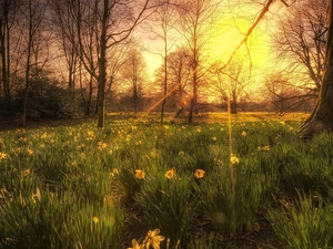 grass, rays, sun, Daffodils