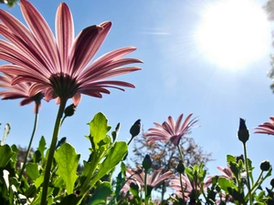 growing, Sky, sun, gerberas