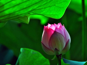 ligh, Colourfull Flowers, flash, Leaf, lotus, sun, luminosity