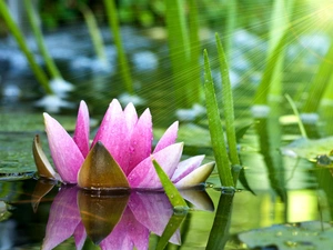 Lily, rays, sun, water