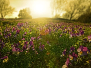 sun, Meadow, pansies