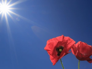 Red, rays, sun, papavers