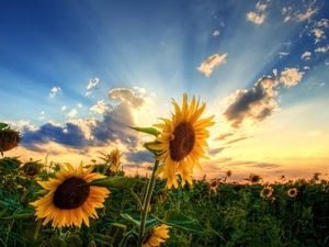 Sunflower, rays, sun, Field