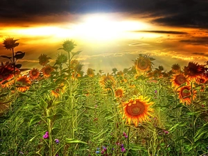 Nice sunflowers, west, sun